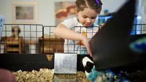 How To Make A Guinea Pig Cage