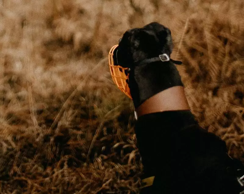 Do Greyhounds Need A Muzzle