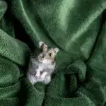 Do Hamsters Hibernate?