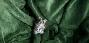 A hamster on a green blanket sleeping