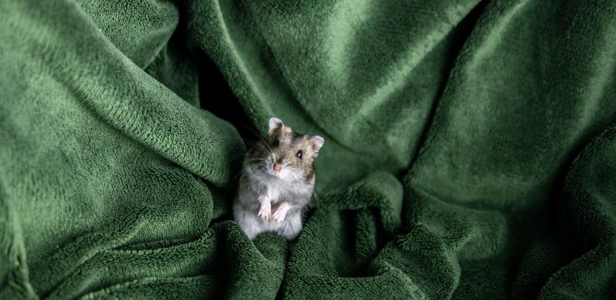 Do Hamsters Hibernate? Petz