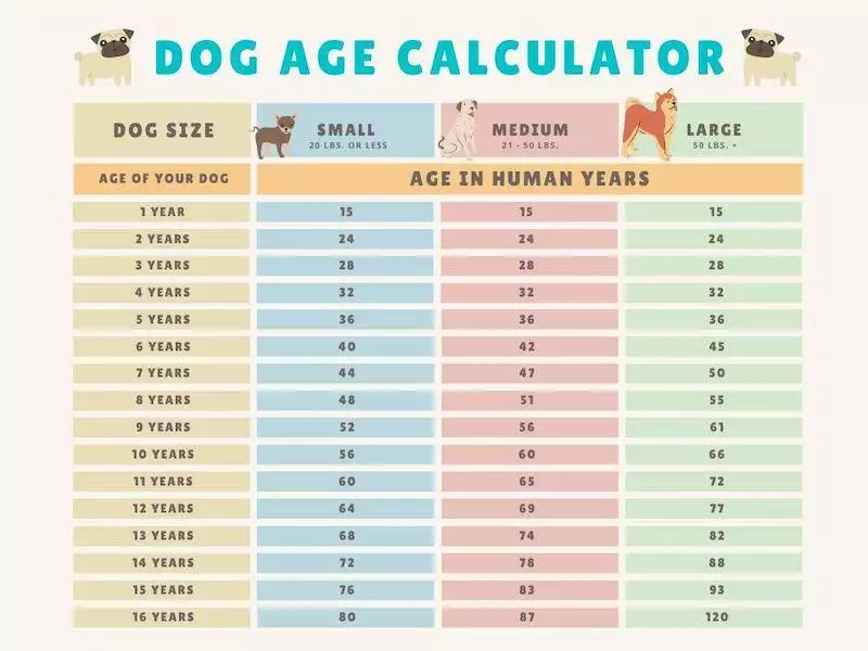 how old is my dog in human years