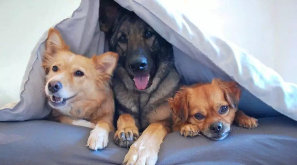 Best Dog Cave Beds - Calming, waterproof dog cave beds