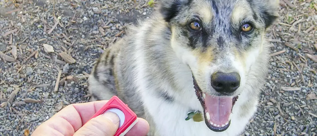 Dog Clicker Training Tips