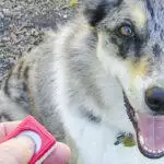 How To Clicker Train Your Dog