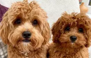 Grooming Under Lockdown: Eddie & Betsy