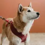 A Complete Guide To Dog Harnesses
