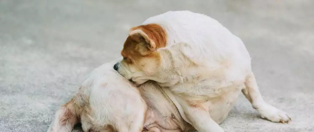 Dog Itchy Skin Supplements