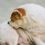 Best Dog Skin Supplements UK 2026: Omega, Biotin & Itch Relief Reviewed