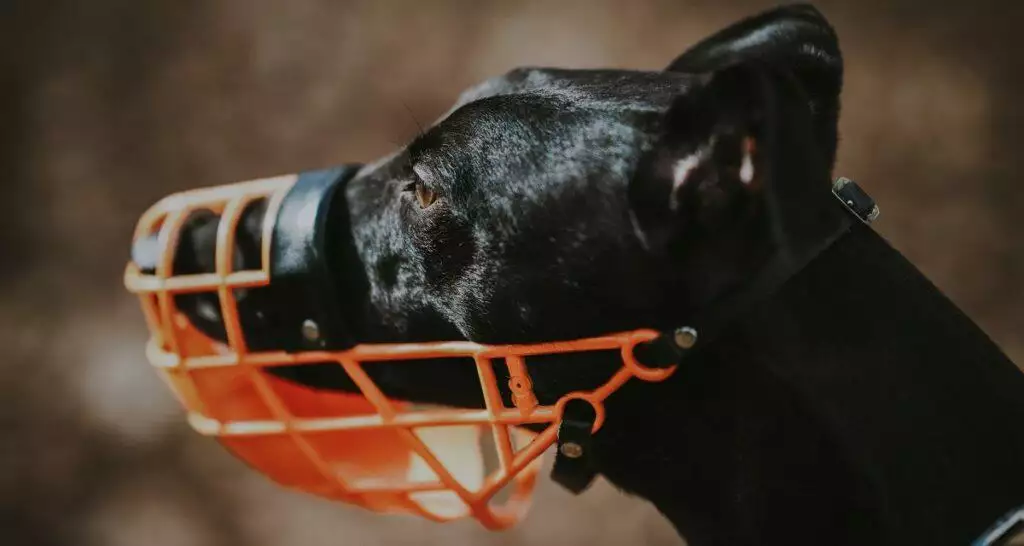 Black greyhound in an orange basket muzzle