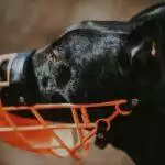 Dog Muzzles: Why, When and Which To Use