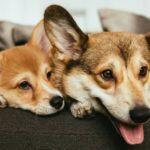 Dealing With Dog Separation Anxiety