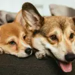 Dealing With Dog Separation Anxiety