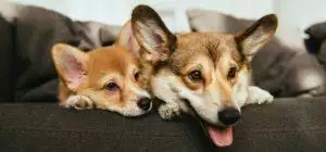 Dealing With Dog Separation Anxiety