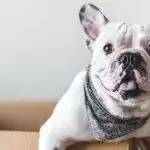 Best Dog Subscription Boxes UK 2026: Treats, Toys & Health Plans