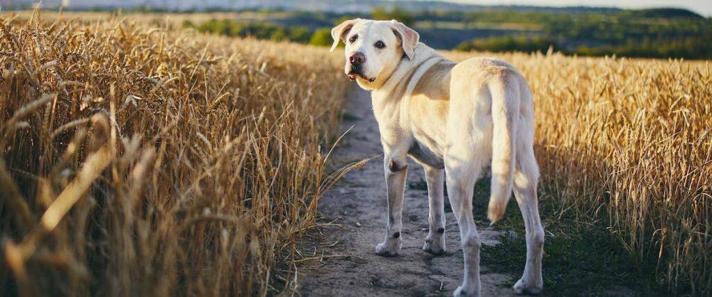 Dog anal sac issues what to do