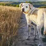 Best Cat Trackers UK 2026: GPS, RF & Bluetooth Reviews