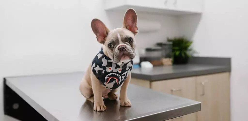 Dog at vet getting vaccinations