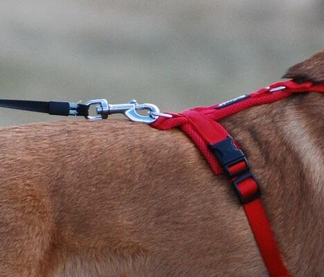 Dog harness with a back chest clip