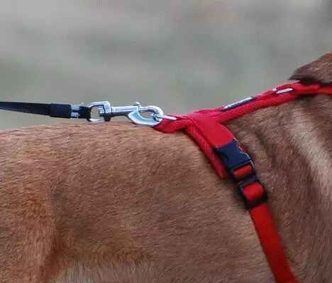 Dog harness with a back chest clip