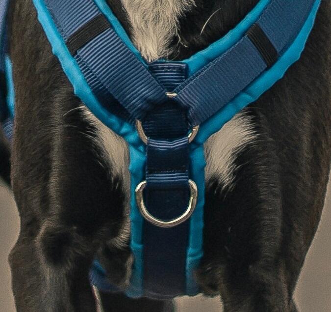 A Complete Guide To Dog Harnesses Petz