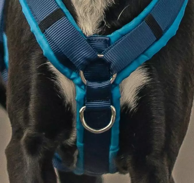 Dog harness with front chest clip