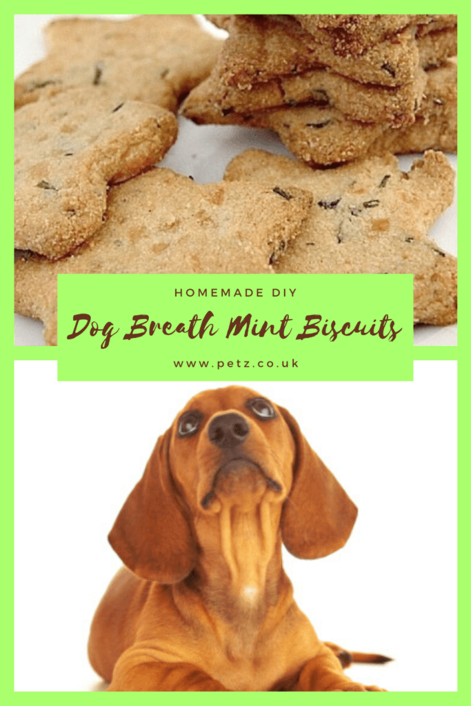 DIY Doggy Breath Mints Petz