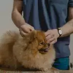 Dog Vaccination Guide: What & When Is Needed