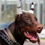 #CutTheCrop - Why Tail Docking and Ear Cropping Is Still Happening