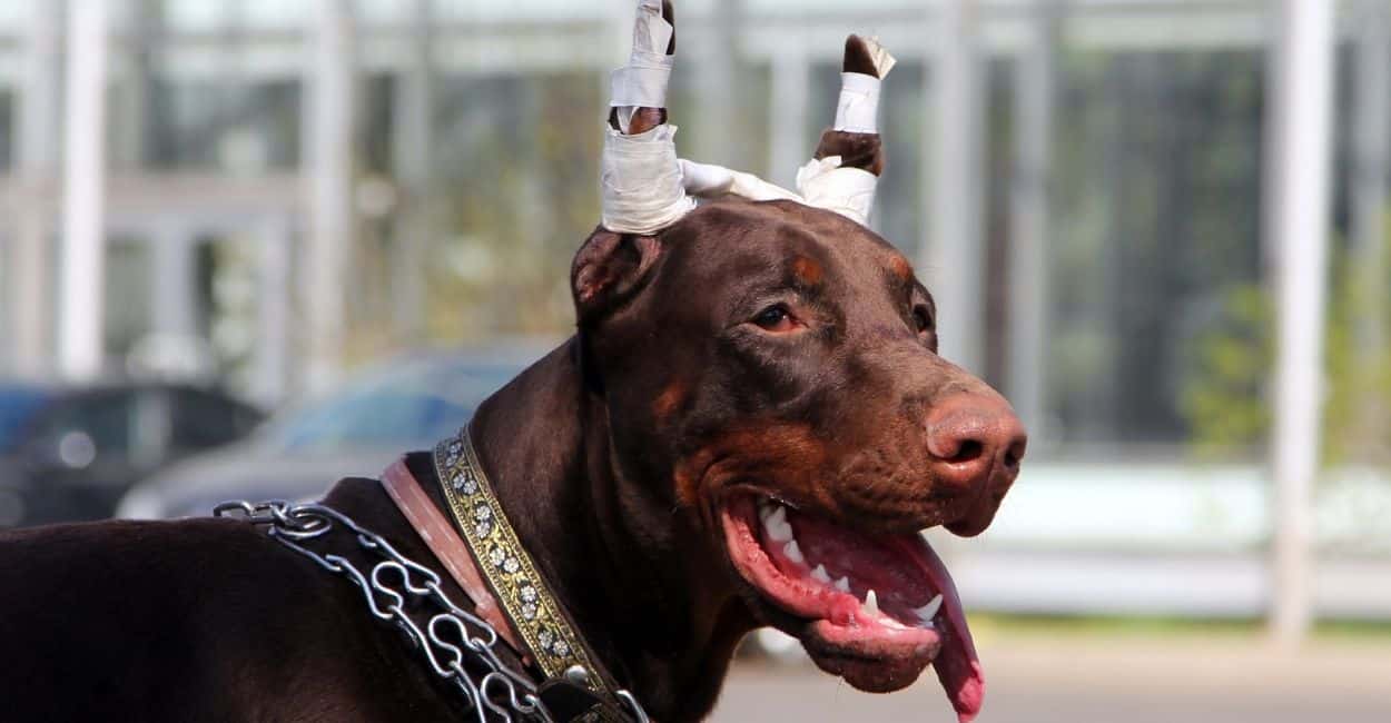 CutTheCrop Why Tail Docking and Ear Cropping Is Still Happening Petz