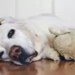 Recognising The Signs Of Arthritis In Your Dog