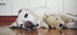 Recognising The Signs Of Arthritis In Your Dog