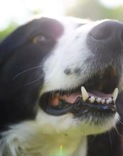 Dogs and dental disease