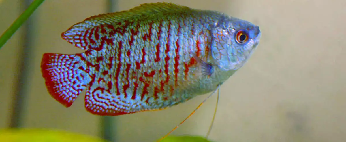 Dwarf Gourami