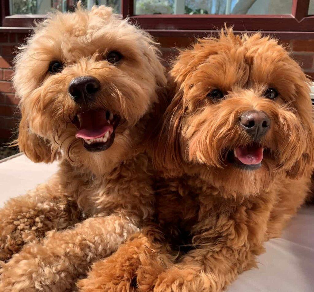 Eddie & Betsy @just.two.cavapoos