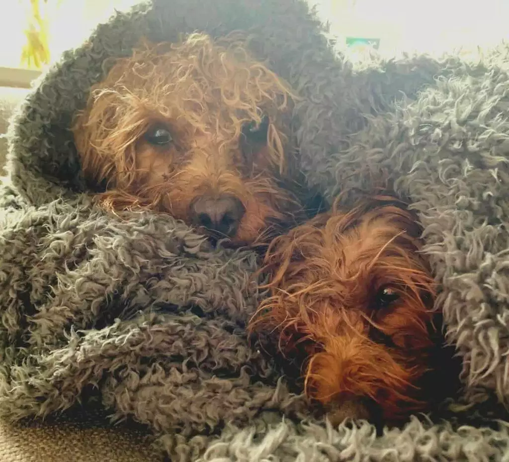 Eddie and Betsy After Grooming