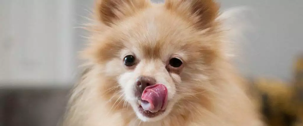 Facts about dog saliva