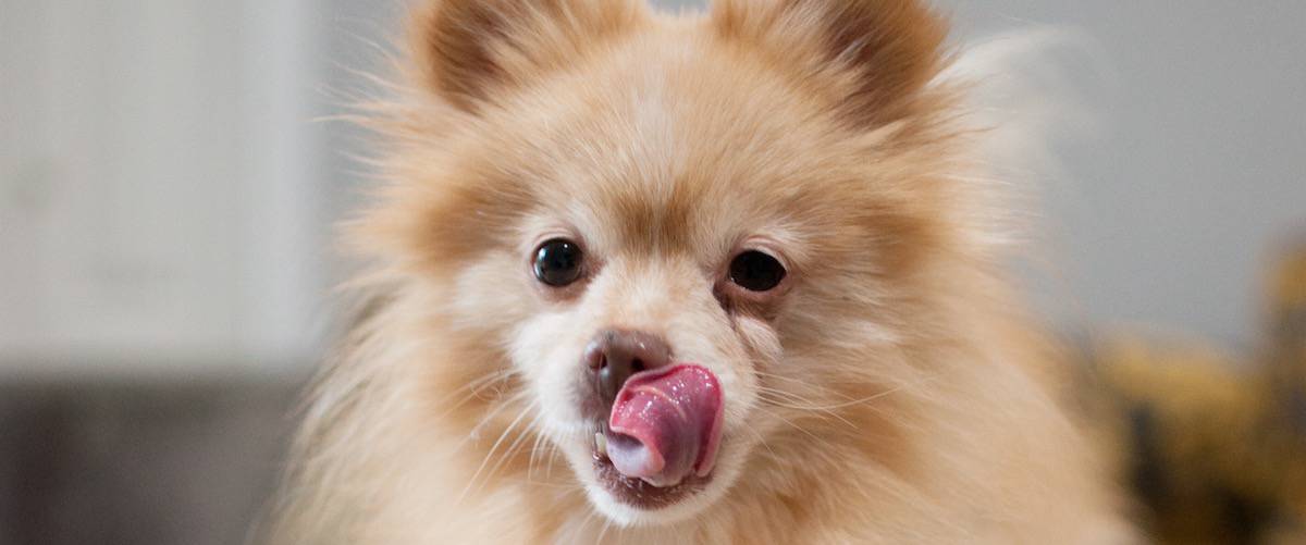 5 Facts To Know About Dog Saliva Petz