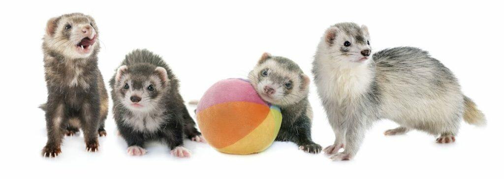Ferret Care Sheet