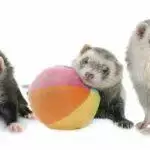 Ferret Care Guide