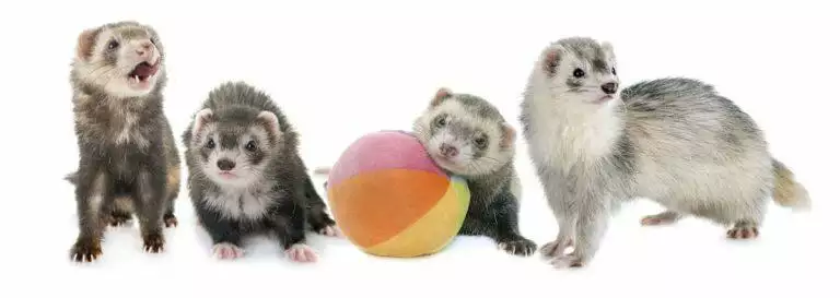 Ferret Care Sheet