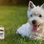 Small Business Spotlight: Lecker Bites