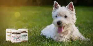 Small Business Spotlight: Lecker Bites