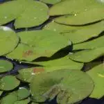 21 of the Best Garden Pond Ideas for Inspiration