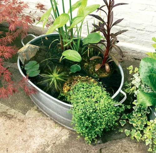 Gardener's World How To Make A Mini Pond
