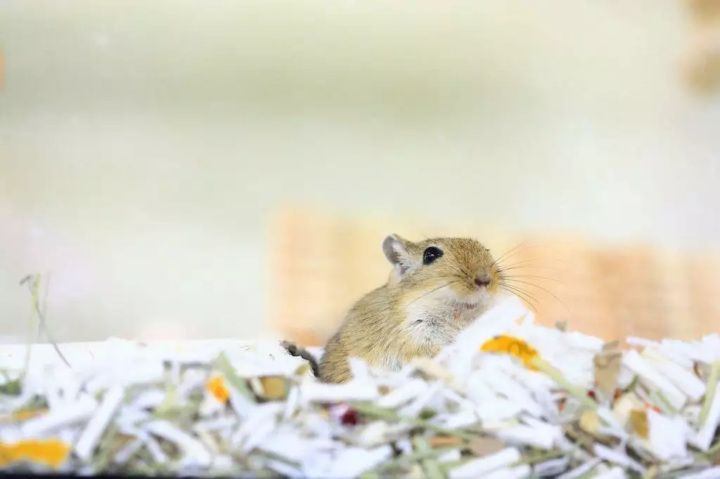 Gerbil bedding