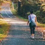 What Is Germany's Proposed Dog Walking Law?