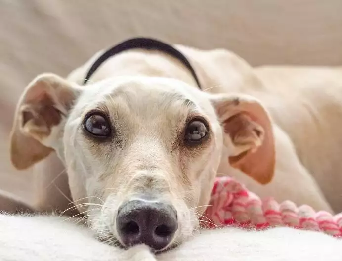 Greyhound Activity Levels