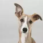 Greyhound Dog Breed Information