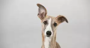 Greyhound Dog Breed Information